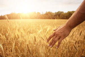 investování pšenice
