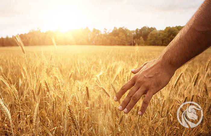 Za nami tydzień wzrostów ryzykownych aktywów i spadków USD. Co ze zbożem?