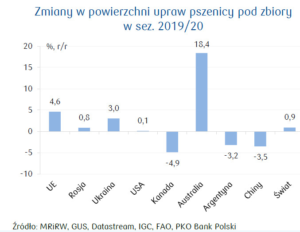 pszenica producenci