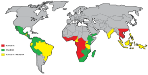 kawa robusta arabica mapa