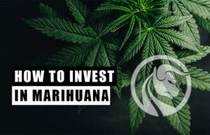 marihuana jak inwestować w rynek konopny