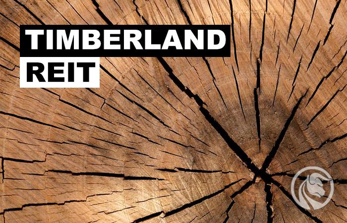 Timberland REIT – kawałek lasu w portfelu inwestycyjnym