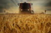 Rückgang des Getreidemarktes