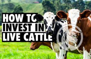 kontrakty live cattle