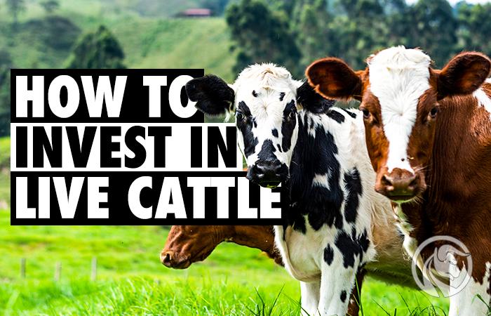 kontrakty live cattle