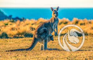 australijska giełda
