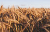 trh s pšenicou