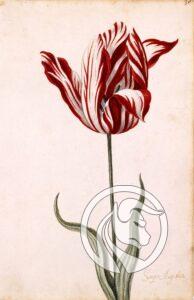 02 Semper Augustus tulipomania