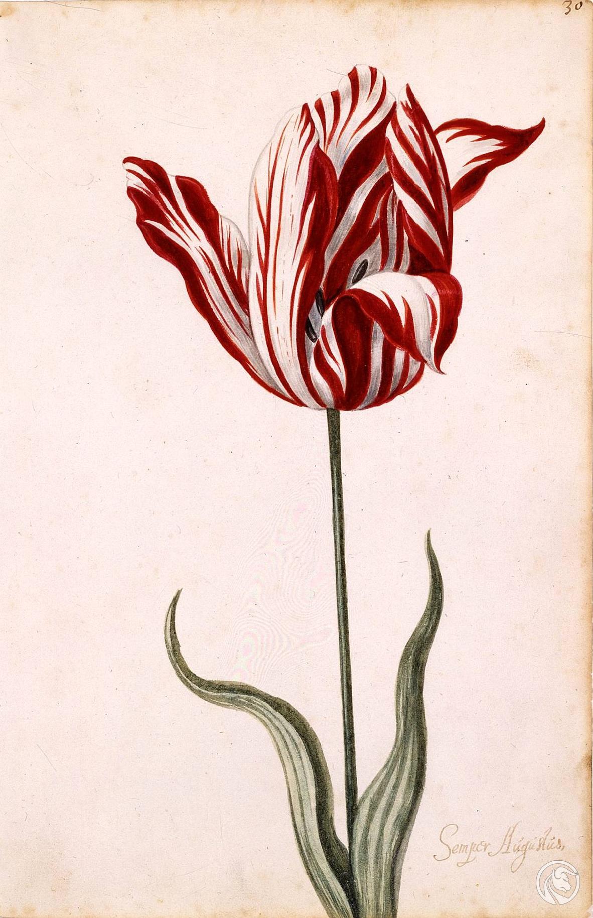 02 Semper Augustus tulipomania