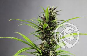 dzień 420 legalna marihuana