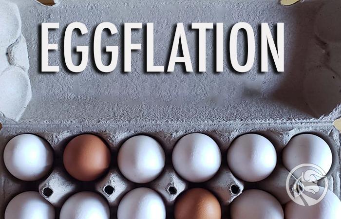 Eggflation – jak zmienia się i od czego zależy cena jajek