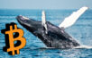 bitcoinová veľryba
