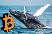 bitcoinová veľryba