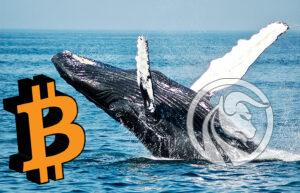 bitcoinowy wieloryb