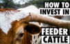 ako investovať do dobytka - kŕmiť dobytok